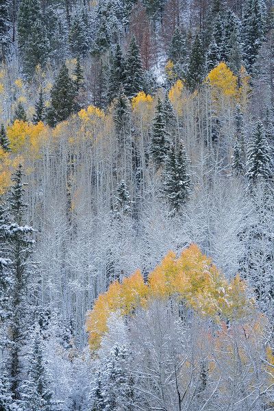Jaynes Gallery 아티스트의 USA-Colorado-Uncompahgre National Forest Fresh autumn snow on aspens and evergreens작품입니다.
